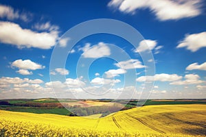 Rape field in the sunshine