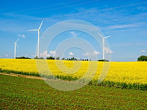 Rape field with wind turbines