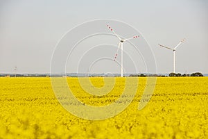 rape field with wind turbines