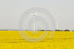 rape field with wind turbines