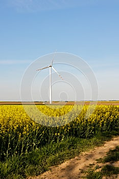 rape field with wind turbines