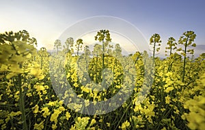 Rape field or yellow rapessed