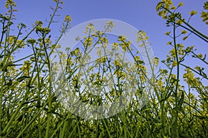 Rape field or yellow rapessed