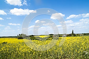 Flowering colza fields, yellow fields in rural landscape photo