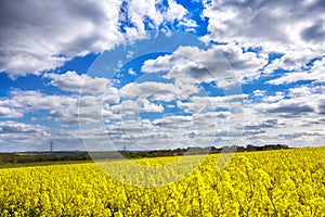 fields and blue cloudy sky