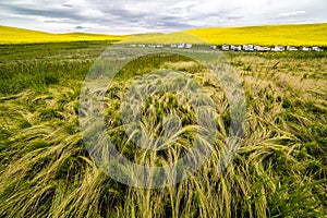 Rape Fields and Beehives