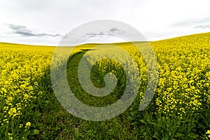 Rape Fields in the Palouse