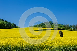 fields. Rapeseed Brassica napus