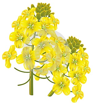 flower (Brassica napus). Vector illustration.