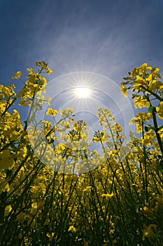 a rape flower in close-up, with a great sun star and blue sky