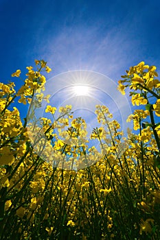 A rape flower in close-up, with a great sun star and blue sky