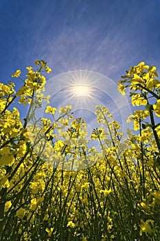 A rape flower in close-up, with a great sun star and blue sky