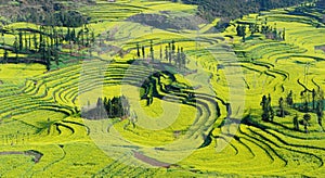 flower field of Luoping