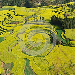 flower field of Luoping