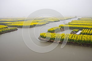 Rape flower field in rain, Jiangsu, China