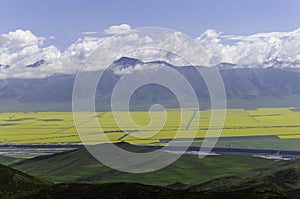 flower fields in the mountains