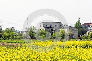 flower and house