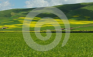 The flower scenic spot