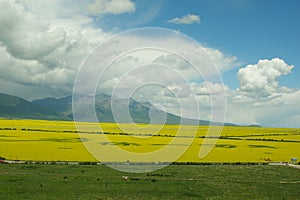 The flower scenic spot