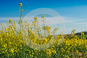 Rape flowers against sky