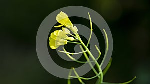 Rape Flowers with black background