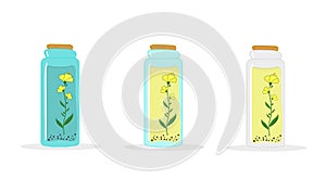 Rape flowers, canola oil in a glass jar or bottle. Brassica napus. Canola.