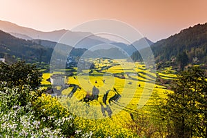 flowers and Chinese ancient buildings in Wuyuan photo