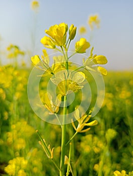 Rape flowers close-up against a blue sky with clouds in rays of sunlight on nature in spring, panoramic view.