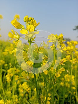 Rape flowers close-up against a blue sky with clouds in rays of sunlight on nature in spring, panoramic view.