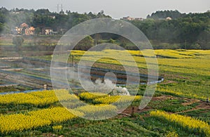 Rape flowers in the fields in spring