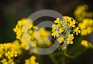 Rape flowers in nature in spring. Growing blossoming rape. Yellow rape or canola flowers grown for the rapeseed oil crop