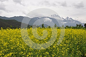 flowers and snow montain photo