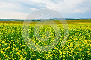 The flowers on the steppe photo