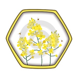 Rape Honey Concept. Brassica napus, rapeseed, colza, oil seed, canola and bees. Vector illustration in the hexagon honey