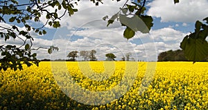 / Mustard Seed Field Landscape