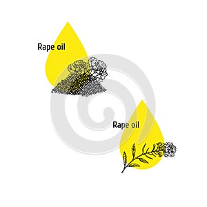 Rape oil icons set. Hand drawn sketch. Extract of plant. Vector illustration