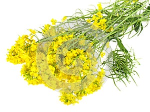 Rape Oilseed on white Background - Isolated