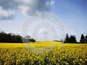 Rape plants in bloom in the fields