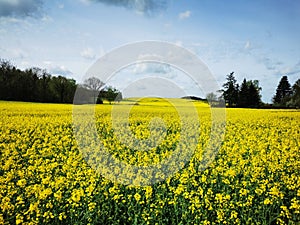 Rape plants in bloom in the fields