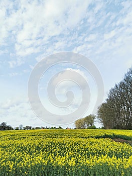 Rape plants in bloom in the fields