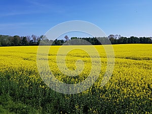 Rape plants in bloom in the fields