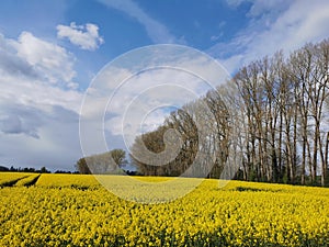 Rape plants in bloom in the fields