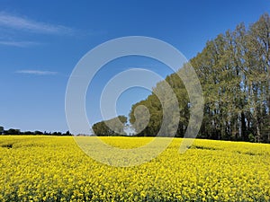 Rape plants in bloom