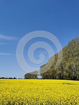 Rape plants in bloom