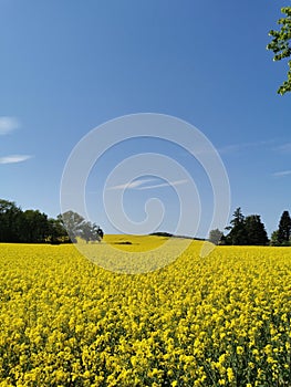 Rape plants in bloom