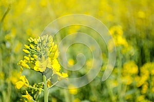 Rape. Rapeseed field during flowering. Cabbage family. Oilseed culture. Agriculture. Farming