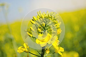 Rape. Rapeseed field during flowering. Cabbage family. Oilseed culture. Agriculture. Farming. Soft selective focus. Blurred