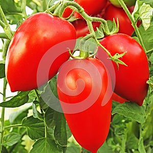red tomatoes in greenhouse