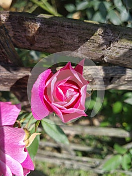 Rape rose flower photo pic lndian photo