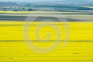 Rape seed field during hot spring day